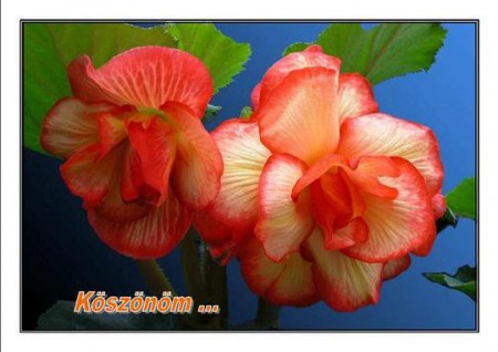 csodás! Köszönöm!